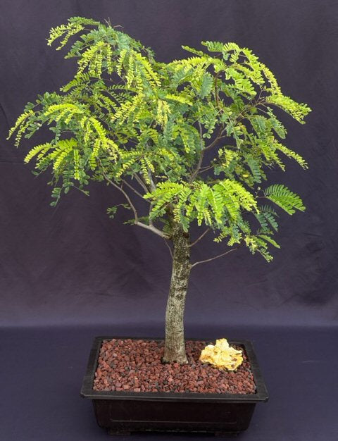 Flowering Horseflesh Mahogany Bonsai Tree -(lysiloma sabicu)