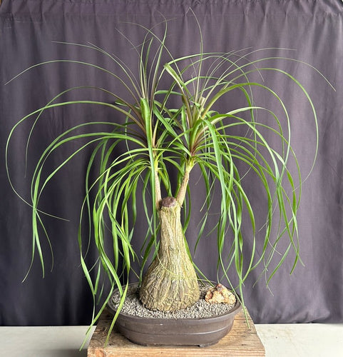 Ponytail Palm Bonsai Tree -(beaucamea recurvata)