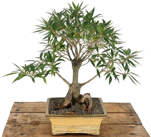 Willow Leaf Ficus Bonsai Tree-(Ficus Nerifolia/Salisafolia)