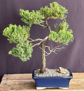 Juniper Bonsai Tree - Trained in Jin Style--(juniper procumbens nana)