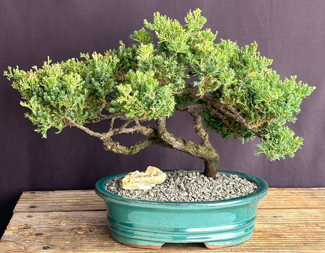 Juniper Bonsai Tree - Trained -(juniper procumbens nana)