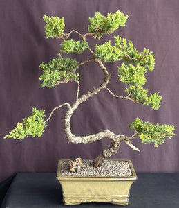 Juniper Bonsai Tree - Trained in Jin Style-(juniper procumbens nana)