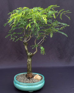 Flowering Horseflesh Mahogany Bonsai Tree -(lysiloma sabicu)