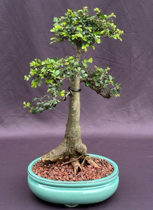 Chinese Elm Bonsai Tree-(ulmus parvifolia)