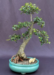 Chinese Elm Bonsai Tree-Tiered Branching Style-(ulmus parvifolia)