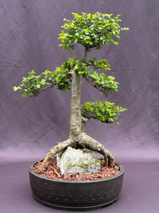 Chinese Elm Bonsai Tree-Tiered Branching & Root Over Rock Style-(ulmus parvifolia)