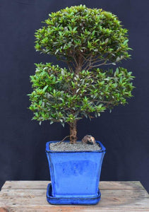 Trained Flowering Brush Cherry Bonsai Tree - (eugenia myrtifolia)