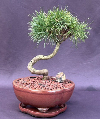 Twisty Mugo Pine Bonsai Tree-(pinus mugo 'twisty')