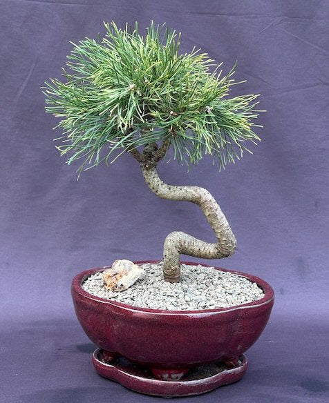 Twisty Mugo Pine Bonsai Tree-(pinus mugo 'twisty')