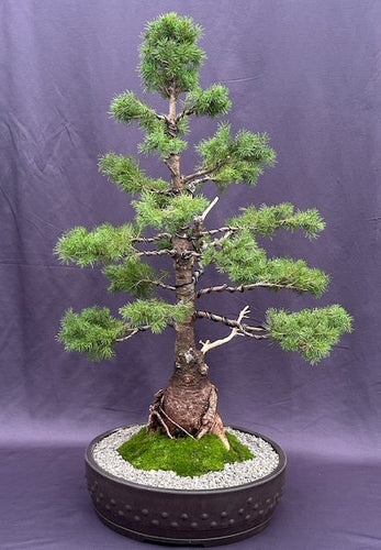 Dwarf Alberta Spruce Bonsai Tree-(picea glauca conica)