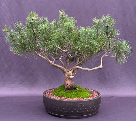 Mugo Pine Bonsai Tree-(pinus mugo 'valley cushion')