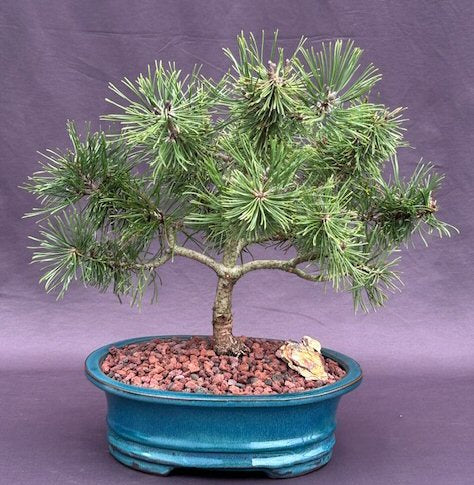 Mugo Pine Bonsai Tree-(pinus mugo 'valley cushion')