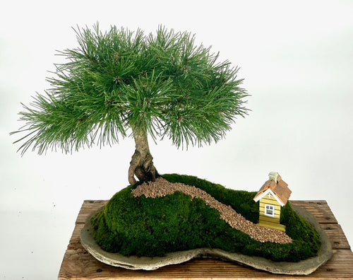 Mugo Pine Bonsai Tree-Planted on Rock Slab(pinus mugo 'valley cushion')