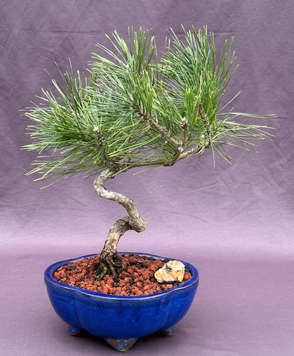 Japanese Black Pine Bonsai Tree-Coiled Trunk Style-(pinus thunbergii 'thunderhead')