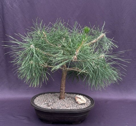 Mugo Pine Bonsai Tree-(pinus mugo 'valley cushion')