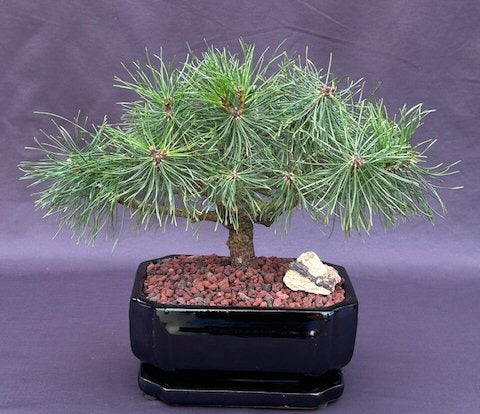 Mugo Pine Bonsai Tree-(pinus mugo 'valley cushion')