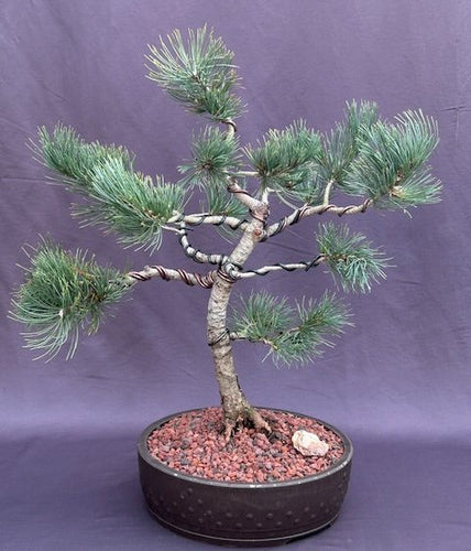 Limber Pine Bonsai Tree-(Pinus flexilis)