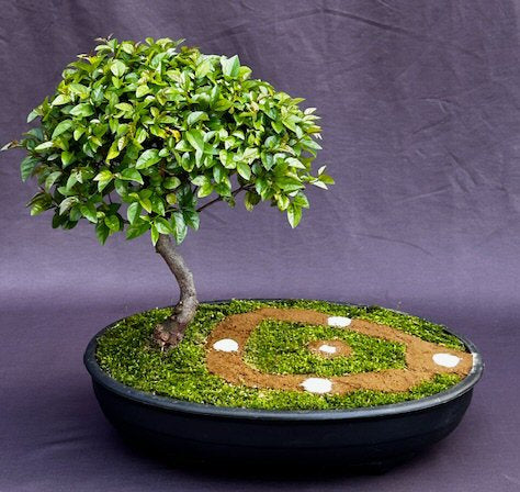 Flowering Sweet Plum Bonsai Tree-Baseball Scene-(sageretia theezans)