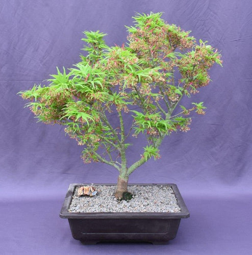 Japanese Green Maple Bonsai Tree -(acer palmatum 'Mikawa Yatsubusa')