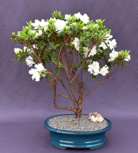 Flowering White Azalea Bonsai Tree-(Azalea x 'Delaware Valley White' )