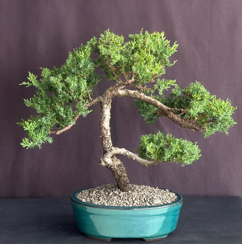 Juniper Bonsai Tree - Trained -(juniper procumbens nana)