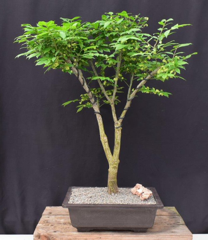 Flowering Burning Bush Bonsai Tree-(euonymous)