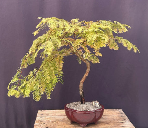 Trained Redwood Bonsai Tree-(metasequoia glyptostroboides)