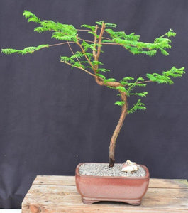 Trained Redwood Bonsai Tree-(metasequoia glyptostroboides)