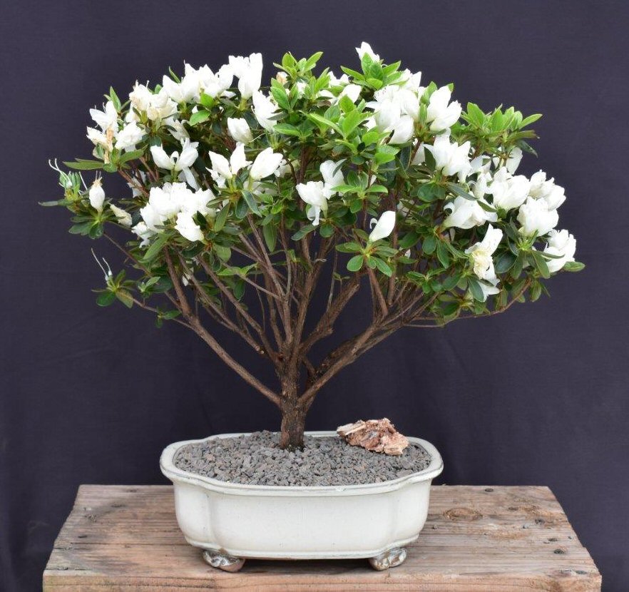 Flowering White Azalea Bonsai Tree-(Azalea x 'Delaware Valley White' )