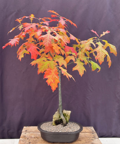 Pin Oak Bonsai Tree-Root Over Rock-('quercus palustris')