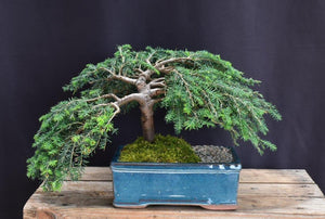 Dwarf Weeping Hemlock Bonsai Tree-(Tsuga canadensis 'coles prostmate')