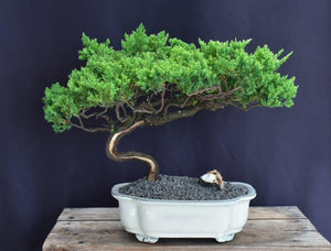 Juniper Bonsai Tree - Trained -(juniper procumbens nana)