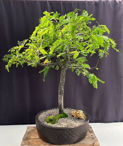 Flowering Tamarind Bonsai Tree -(tamarindus indica)