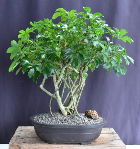 Hawaiian Umbrella Bonsai Tree-Banyan Style-(arboricola schfflera)