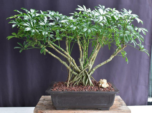 Hawaiian Umbrella Bonsai Tree-Banyan Style-(arboricola schfflera)