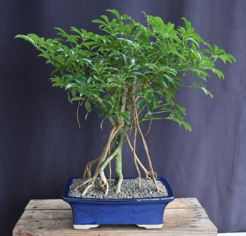 Hawaiian Umbrella Bonsai Tree-Banyan Style-(arboricola schfflera)