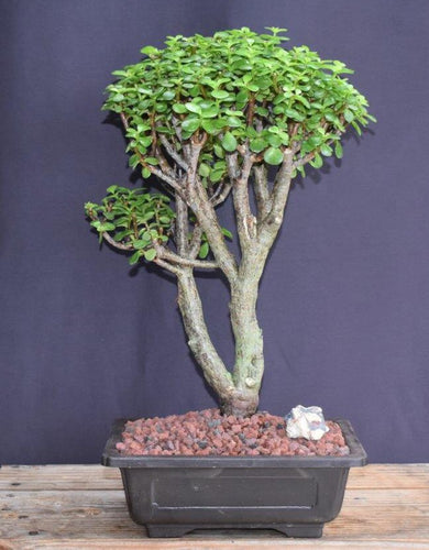 Baby Jade Bonsai Tree-(Portulacaria Afra)