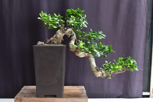 Green Emerald Ficus Bonsai Tree-Cascade Style-(ficus microcarpa)