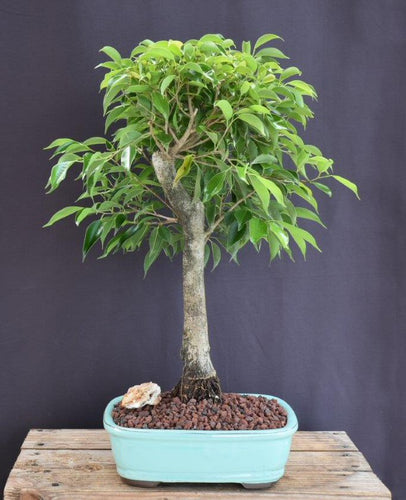 Ficus Philippinensis Bonsai Tree-(ficus philippenensis)