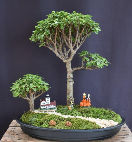 Baby Jade Bonsai Tree Group-Autumn Landscape Scene-(Portulacaria Afra)