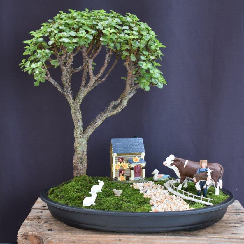 Baby Jade Bonsai Tree-Farmyard Landscape Scene-(Portulacaria Afra)