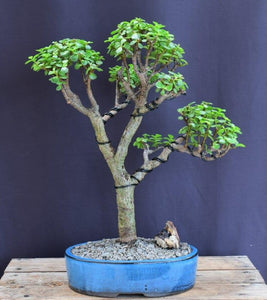 Baby Jade Bonsai Tree-(Portulacaria Afra)