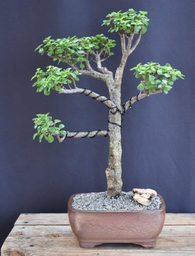 Baby Jade Bonsai Tree-(Portulacaria Afra)