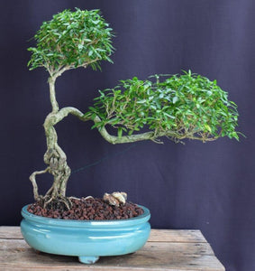 Chinese Flowering White Serissa -Bonsai Tree of a Thousand Stars-Upright Cascading Style-(serissa japonica)