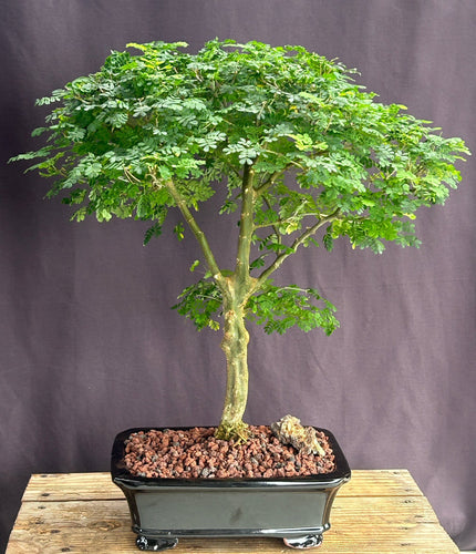 Flowering Brazilian Raintree Bonsai Tree -(pithecellobium tortum)