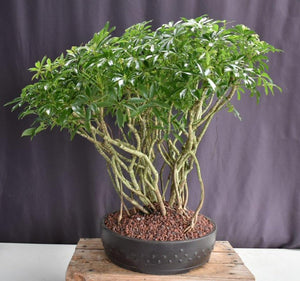 Hawaiian Umbrella Bonsai Tree-Banyan Style-(arboricola schfflera)