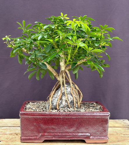 Hawaiian Umbrella Bonsai Tree-Root Over Rock-(arboricola schfflera)