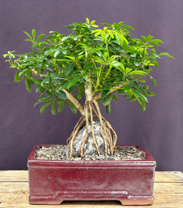 Hawaiian Umbrella Bonsai Tree-Root Over Rock-(arboricola schfflera)