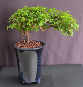 Flowering Sweet Plum Bonsai Tree-Semi Cascade Style-(sageretia theezans)