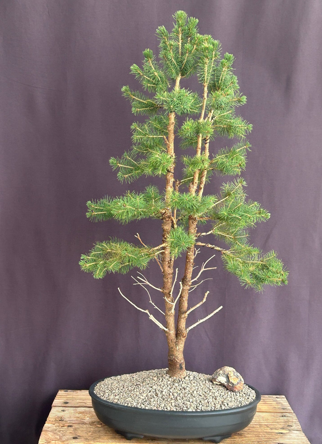 Trained Dwarf Alberta Spruce Bonsai Tree--(picea glauca conica)